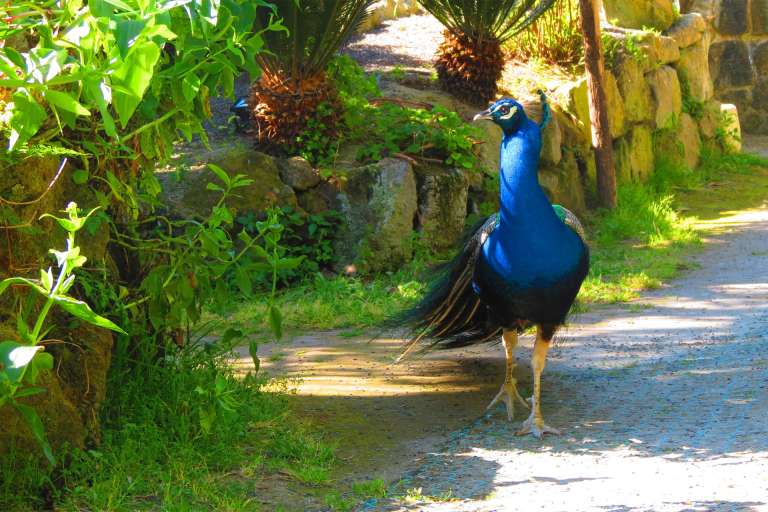 The Ravino Gardens in Forio